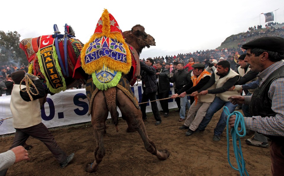 Wrestling wielbłądów