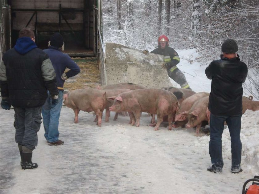 Wieprzowy dramat! Świnie wypadły z TIR-a, ratowali je strażacy