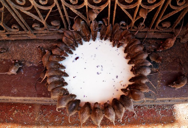 Rats drink milk donated by Hindu devotees inside the Karni Mata temple, where thousands of rats are 