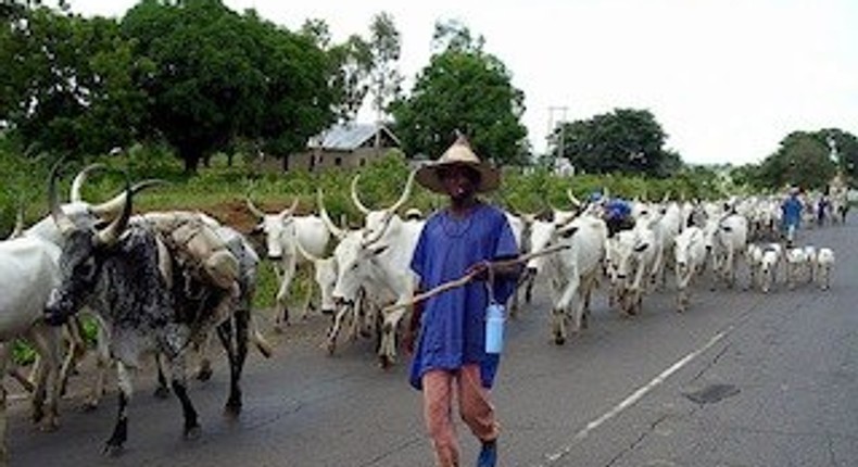 Cattle rustling: Police arraign 28-year-old alleged gang leader in Katsina