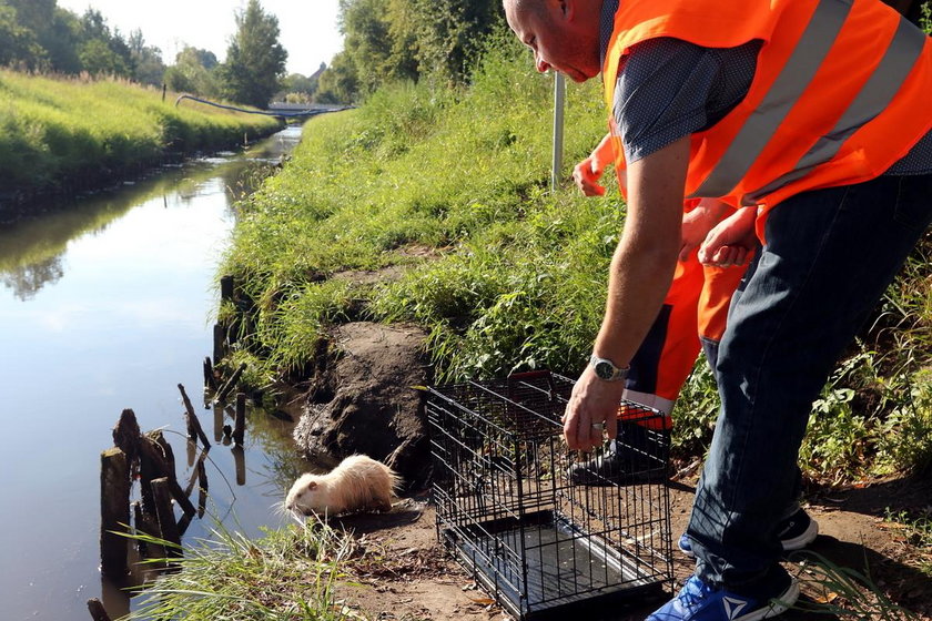 Rybnik. Nutria z rzeki Nacyna straciła długie siekacze