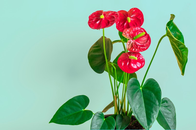 anturium roślina domowa doniczkowa kwiat kwiaty House,Plant,Anthurium,In,White,Flowerpot,Isolated,On,Green,Background