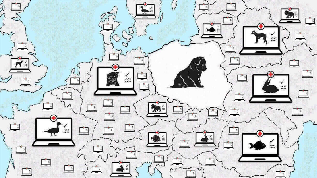 Nowoczesna platforma AnimalDiag to nowa jakość w usługach weterynaryjnych. 