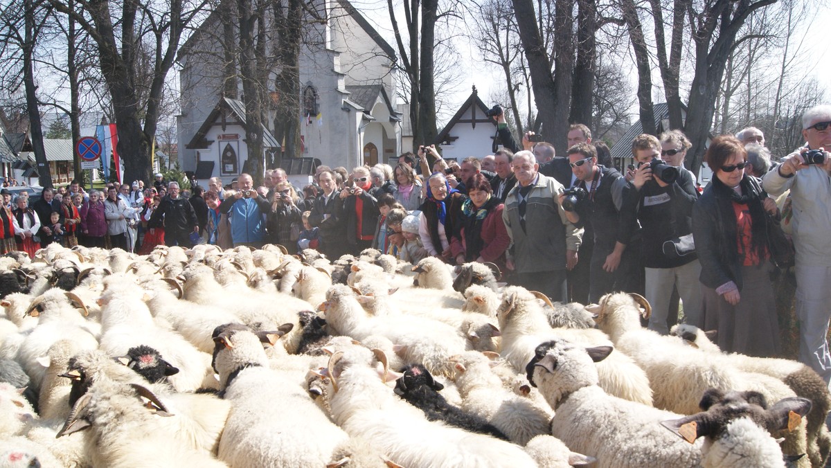 Już niebawem będzie można nabyć tegoroczne góralskie specjały - oscypki. Uroczystości w Ludźmierzu to tradycyjny początek sezonu, w którym owce wychodzą na hale. W tym roku święto to miało międzynarodowy charakter.