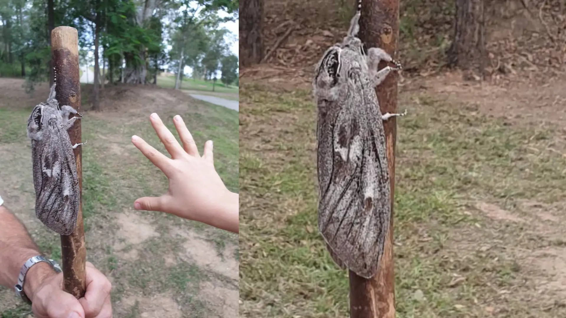 Kobieta z Brisbane napotkała ćmę o rozpiętości skrzydeł ptaka