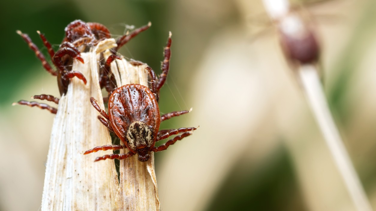 Aktivita kliešťov na jar výrazne stúpa. (ilustračné foto)