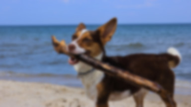 Psy na plaży nie zawsze są mile widziane. Czy słusznie? Wyjaśniamy wątpliwości