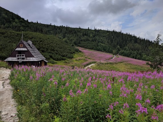 Latem na Hali Gąsienicowej robi się różowo za sprawą kwitnącej tam wierzbówki kiprzycy. Sierpień 2019. 