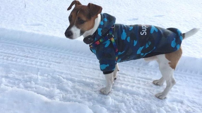 Malutki terrier uratował tonącego ciężkiego Kokosa!