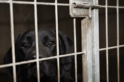 Hucisko. Tragedia zwierząt w pseudoschronisku. 'Truchła psów w zamrażarce'