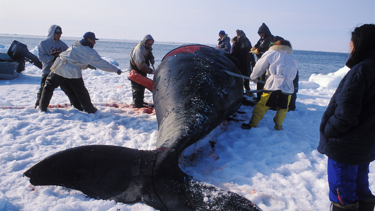Wielowiekowy zwyczaj corocznych eskimoskich polowań na wieloryby nie wydaje się dziś mieć już wiele wspólnego z tradycją i metodami sprzed stuleci. Mimo to jest na Alasce wciąż podtrzymywany, nawet gdy wieloryby stały się gatunkiem zagrożonym.