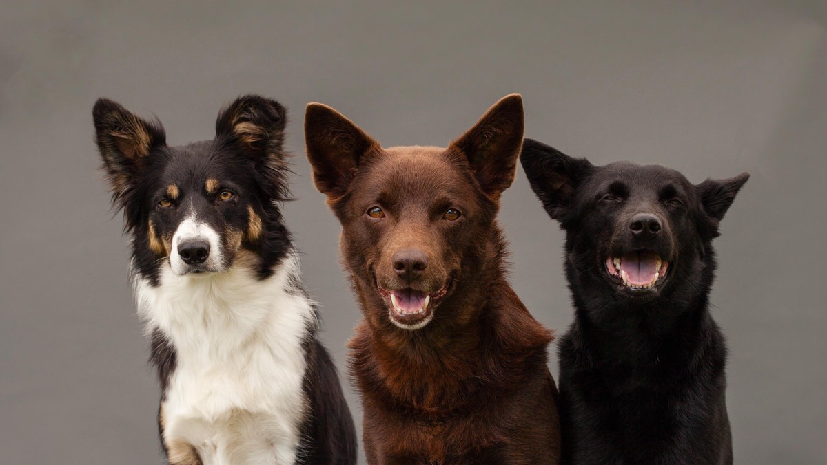 three dogs sitting in studio