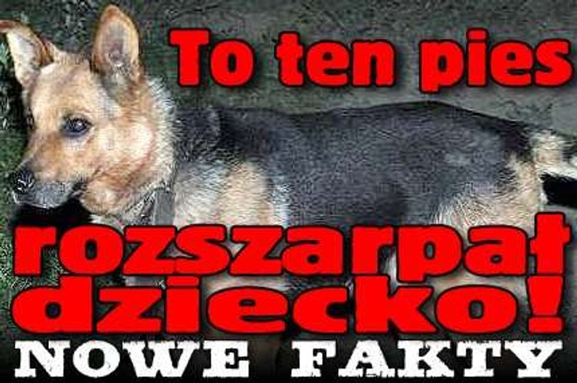 Pies rozszarpał dziecko! Nowe fakty