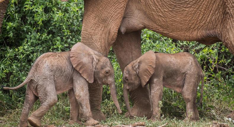 Elephants have only a 1% chance of having twins, with most twin births occurring in wild African elephants, according to the Society for the Protection of Animals Abroad. Photo by Jane Wynyard and Bernard Lesirin