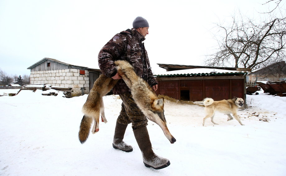 W pobliżu granicy Białorusi z Ukrainą miejscowi hodowcy bydła zachęcają myśliwych  do polowania na wilki, które zabijają zwierzęta gospodarskie.