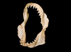 Znaleźli prehistorycznego rekina olbrzyma