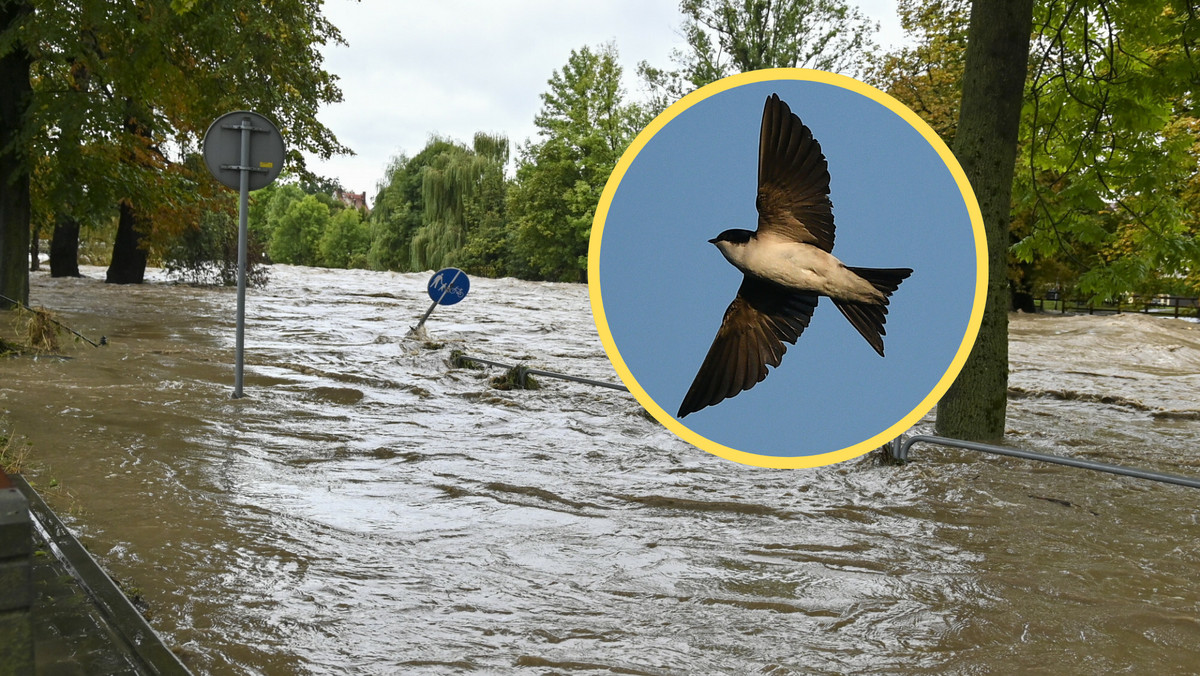 Pogoda zagraża wędrownym ptakom. "Nie zdążyły odlecieć, umierają teraz"