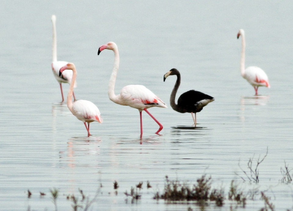 CYPRUS ANIMALS BLACK FLAMINGO (Rare black flamingo spotted on Cyprus)