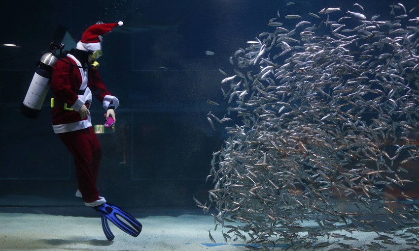 Srebrne krljušti riba, poput sardina ili haringa, sačinjene su od mikroskopskih slojeva kristala