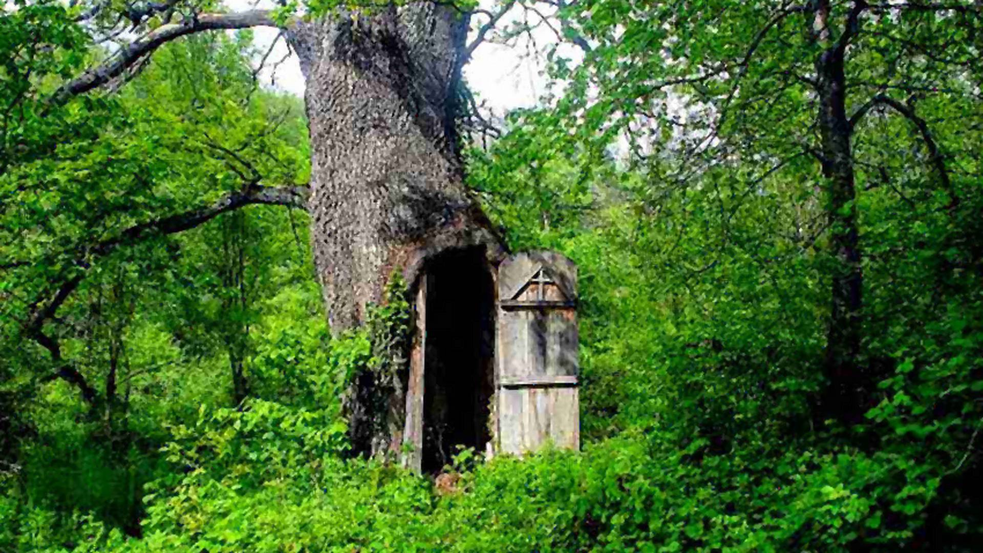 Jedno stablo hrasta u Srbiji krije bajkovitu, minijaturnu tajnu