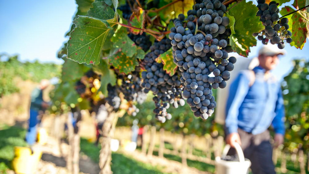 W Toskanii wybuchł wielki spór o winnice. Rośnie front przeciwników upraw winorośli na każdym wzgórzu. Uważają oni, że właściciele winnic z żądzy zysku zakładają je wszędzie, gdzie to możliwe, co ich zdaniem narusza równowagę w naturze i niszczy krajobraz.