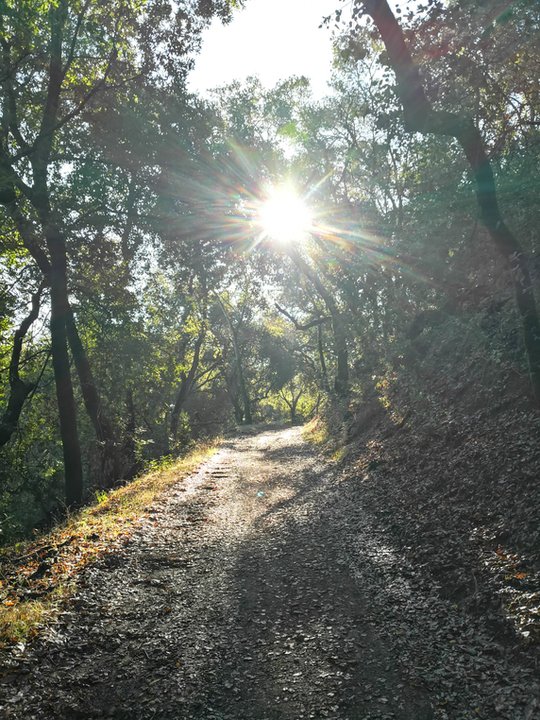 Ścieżka Aquinas Trail