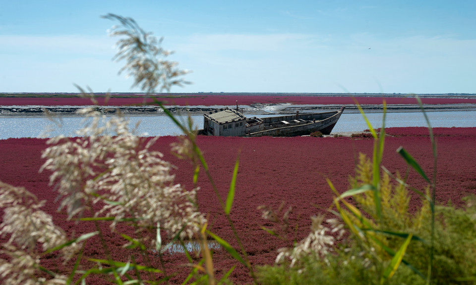 Czerwona Plaża w Panjin, Chiny