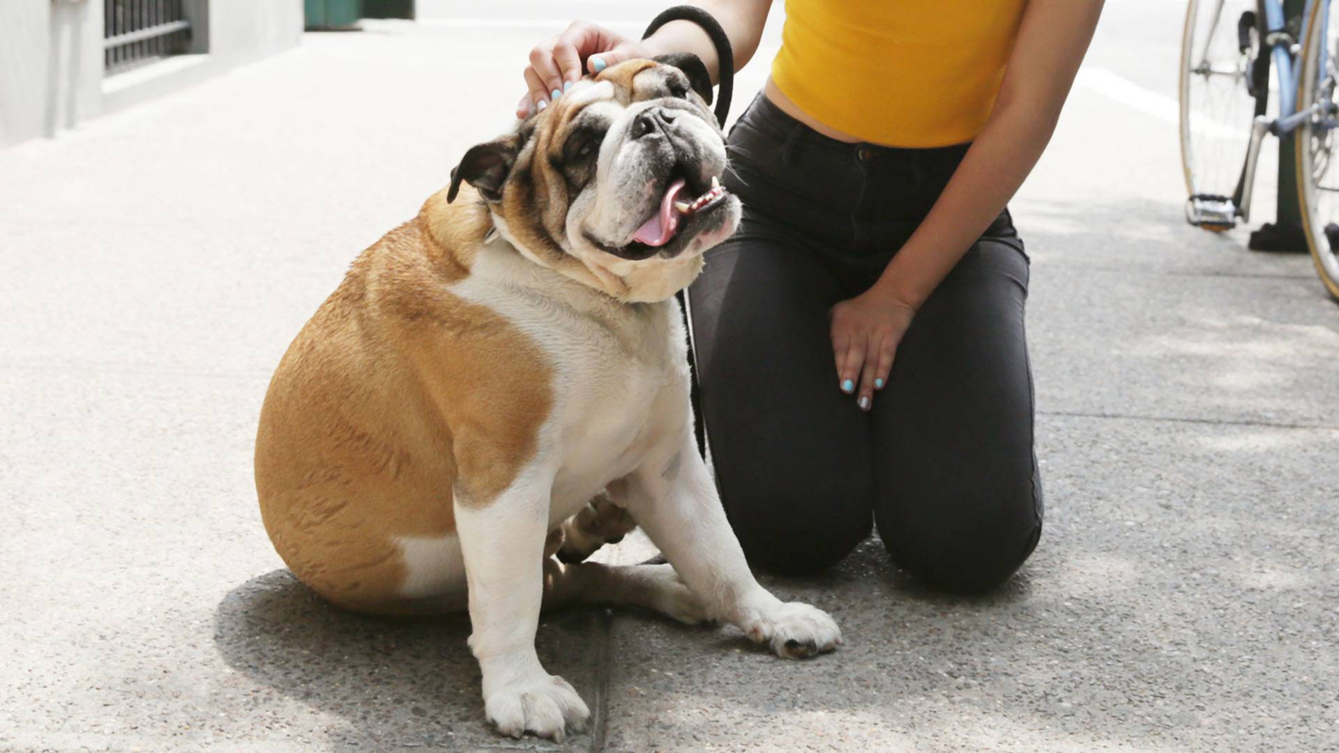 „Enyhén pozitív” lett egy hongkongi kutya koronavírus-tesztje