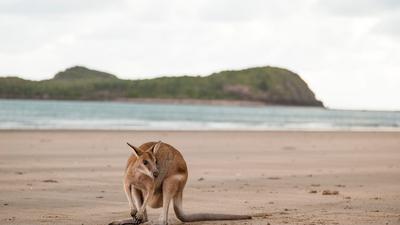 A wallaby (not pictured) was rescued from the waters at Trinity Beach in Cairns.Getty Images