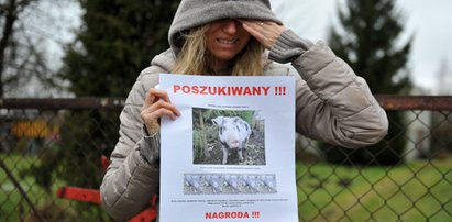 Zostawiła domową świnię rolnikowi. Zwierzę zaginęło!