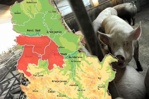 Otkrivamo sva trenutna žarišta afričke kuge svinja u Srbiji: Kako se prenosi, da li je opasna po ljude i kako je sprečiti? Slede hitne mere (MAPA)