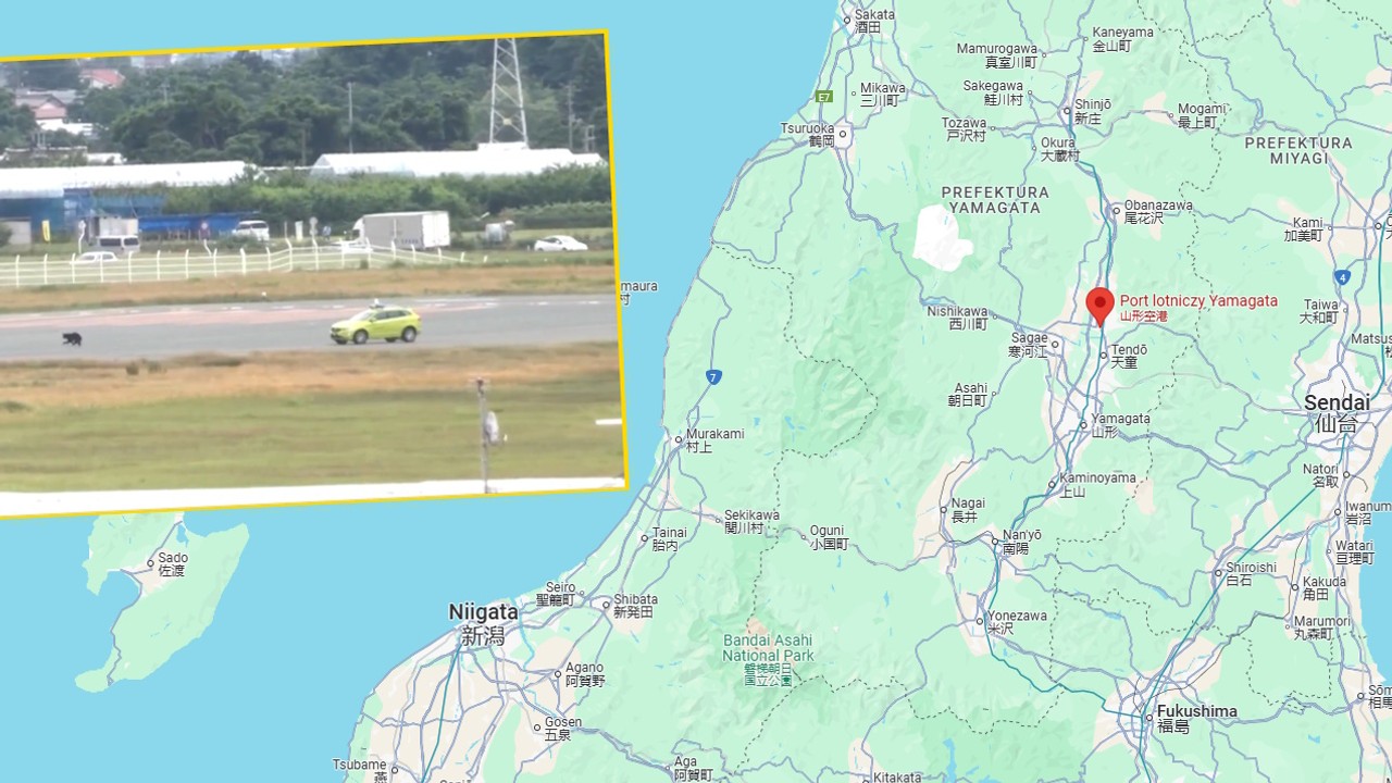 Nietypowa sytuacja na lotnisku w Japonii. Czarny niedźwiedź sprawcą zamieszania