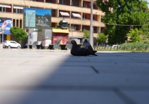 Čačak