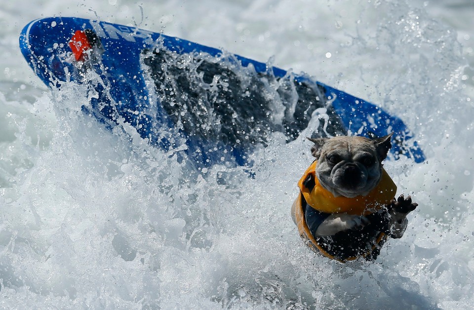 Takich surferów jeszcze nie widzieliście!