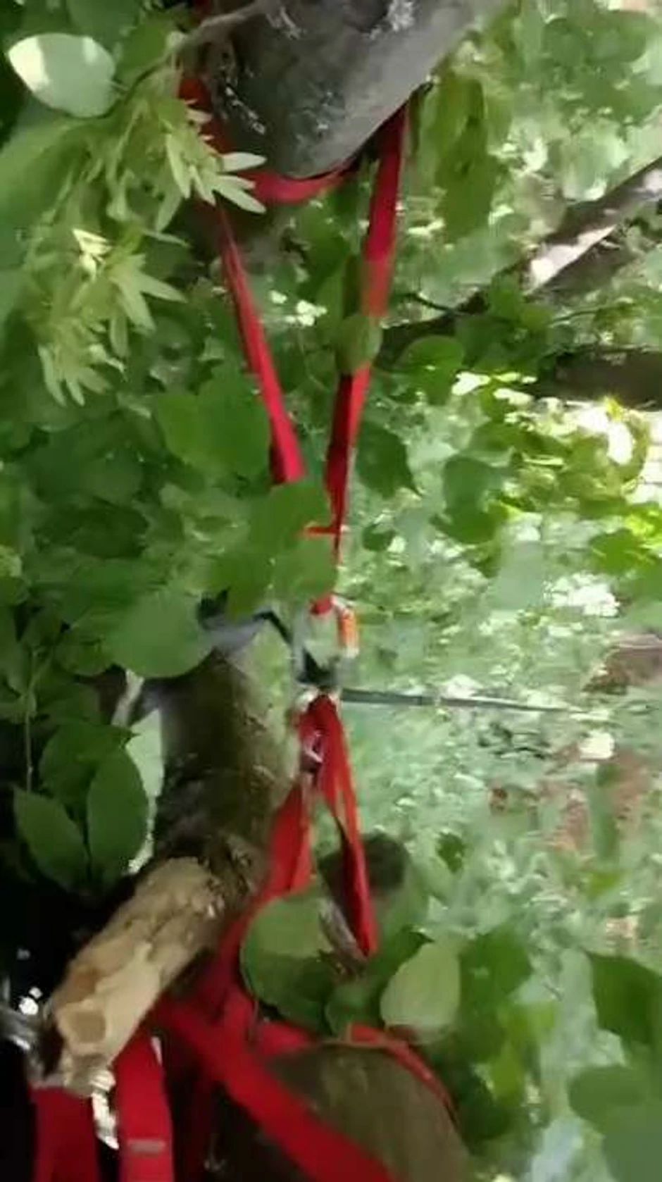 Čačak paraglajder pao u drveće