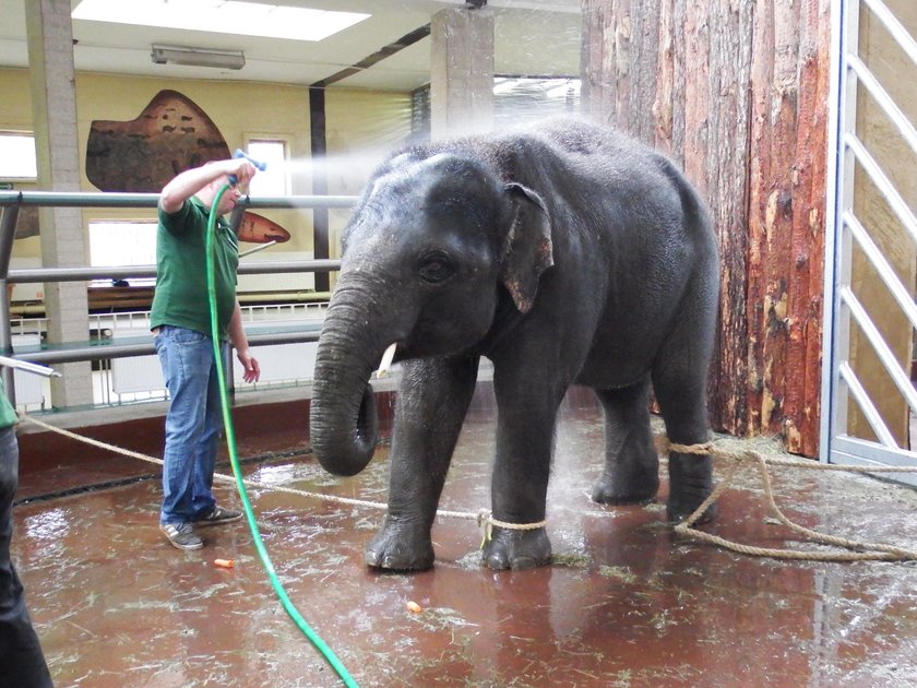 Nowe słonie w chorzowskim zoo