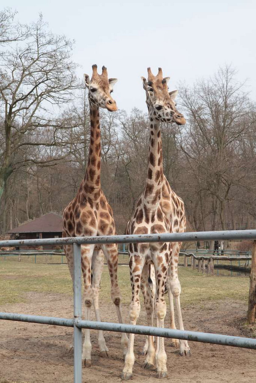 Żyrafy na wybiegu w Łódzkim Zoo