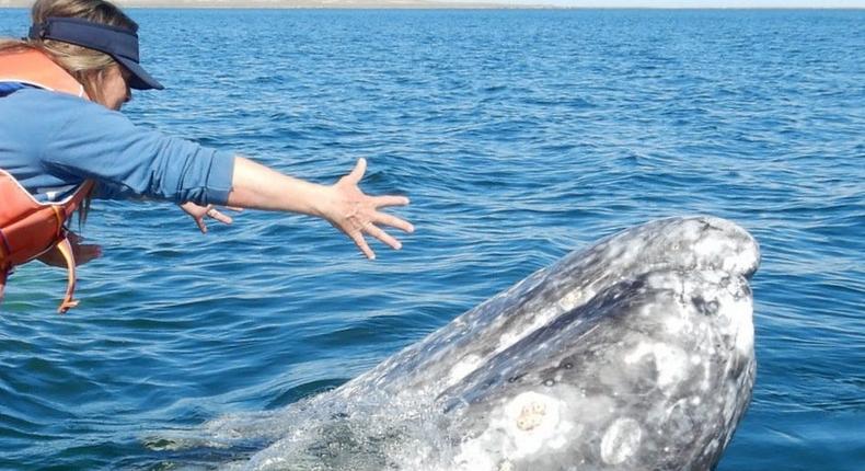 Tourists are able to caress whales, but pulling parasites out is not a good ideaWhale Magic Tours/Facebook