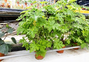 Citronela