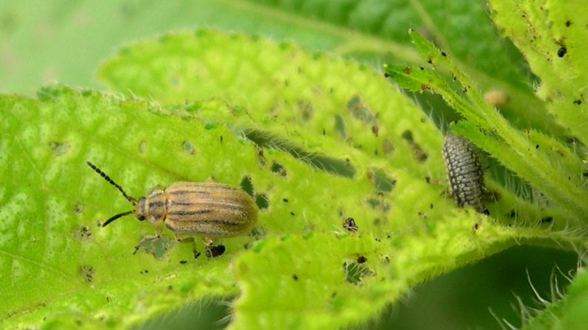 Ophraella communa, parlagfű, allergia, parlagfű írtás, olajosbogár, gyomnövény, allergia