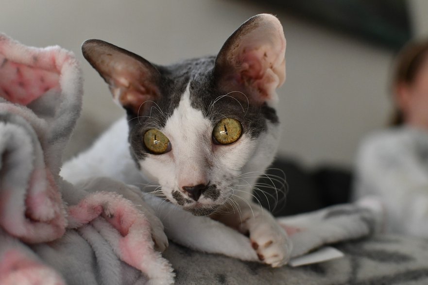 Cornish Rex należy do raz antyalergicznych - duodenum82/pixabay.com