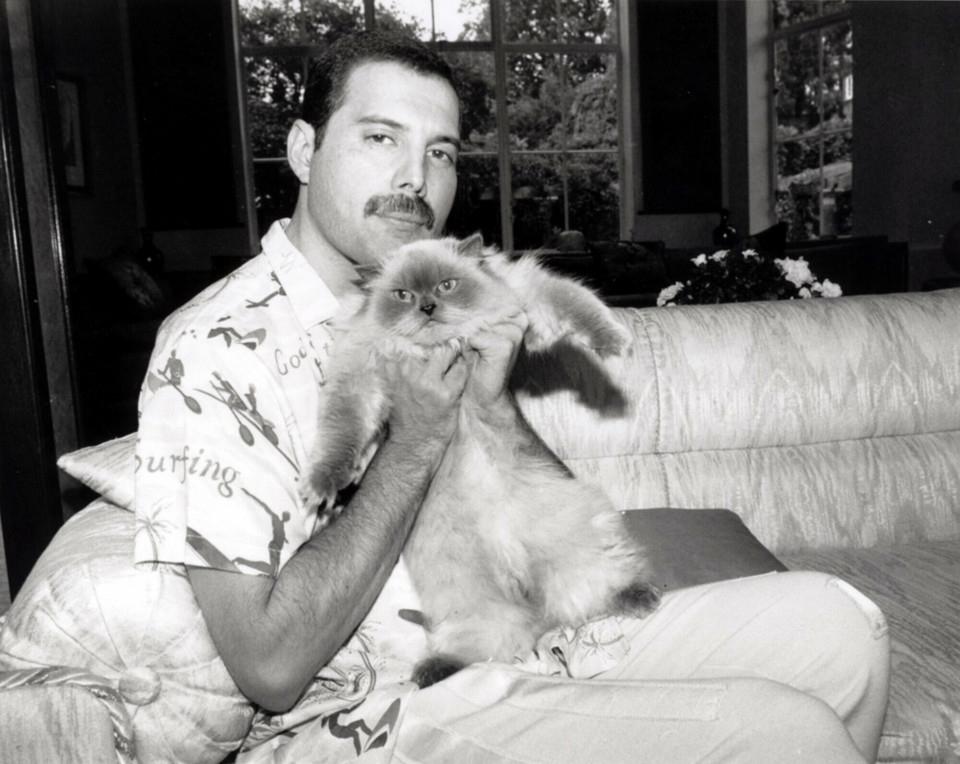 Freddie Mercury kochał koty