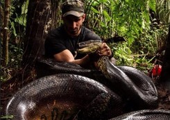 Podróżnik da się pożreć żywcem anakondzie. To nie żart! Pokazali WIDEO