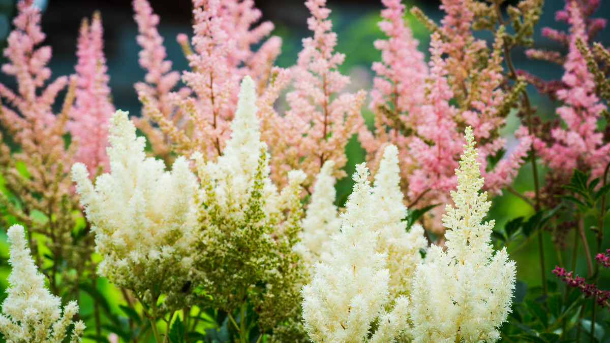 Obecnie znanych jest około 20 gatunków tawułki (Astilbe) – ozdobnej, długo kwitnącej byliny, która należy do rodziny skalnicowatych. Wywodzi się z Azji i Ameryki Północnej – dziś chętnie uprawiana jest w przydomowych ogródkach w naszym klimacie. Rośliny te idealnie sprawdzają się w miejscach wilgotnych i zacienionych. Do najpopularniejszych odmian tawułek należą: Astilbe arendsii, Astilbe astilboides, Astilbe crispa, Astilbe japonica, Astilbe simplicifolia, Astilbe thunbergii oraz Astilbe chinensis, czyli tawułka chińska.