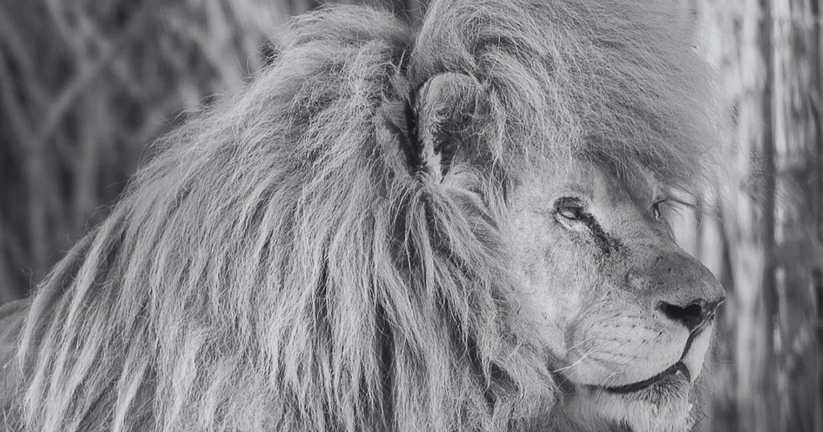 Odszedł Sahim, legenda łódzkiego zoo. Był prawdziwą gwiazdą, pozostawił po sobie aż 14 potomków