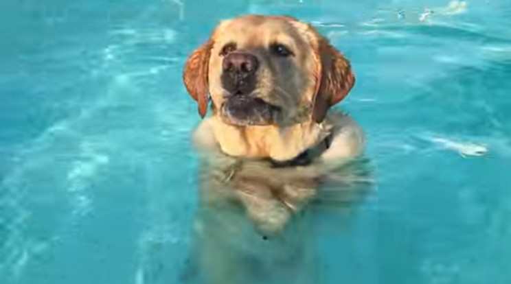 A labrador úszás közben döbben rá, hogy leér a lába a vízben