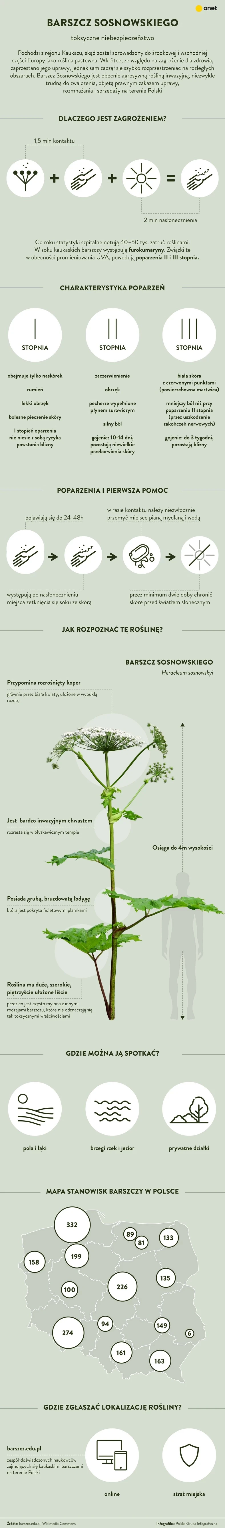 Barszcz Sosnowskiego