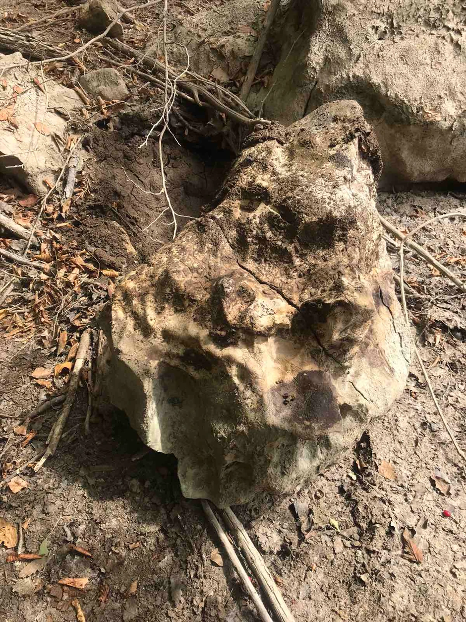 Kamen ili skamenjeni ostaci džinovske kornjače? Mitrovčanin poziva struče da dođu na Radoinjsko jezero