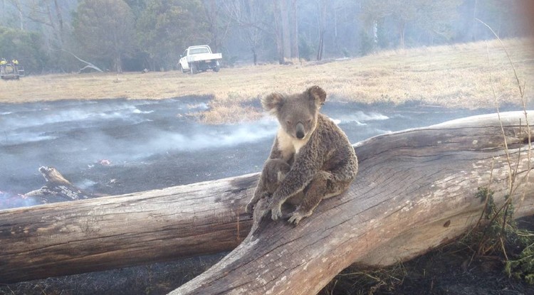 Koala