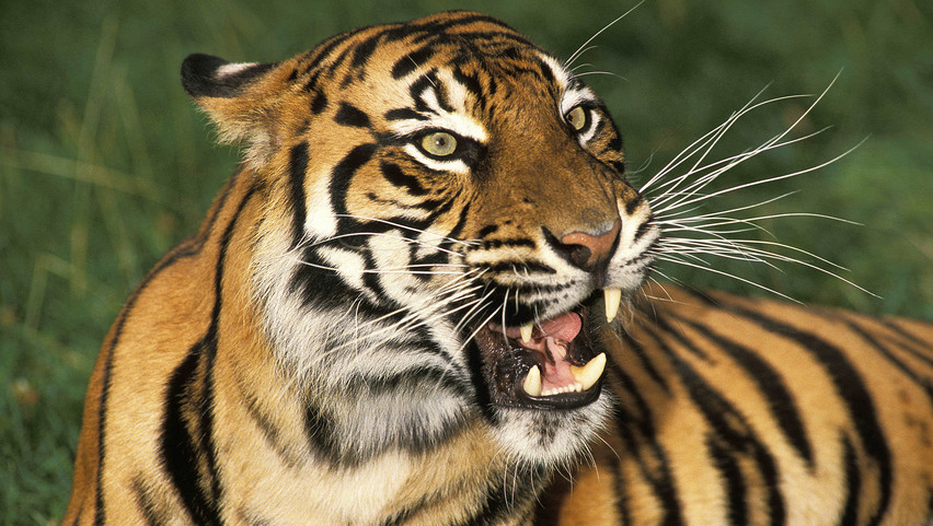 Döbbenetes: négy tigrismagzatot és egy védett szumátrai tigris bundáját találták meg Indonéziában